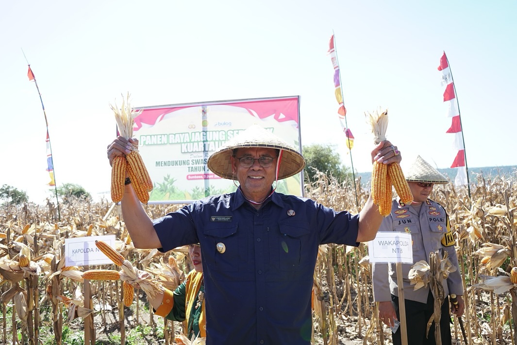 Hasil Panen Melimpah! Bupati Jarot : 6.000 Ton Jagung Sumbawa di Ekspor ke Filipina